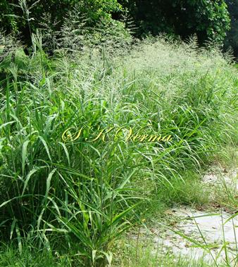  Plants